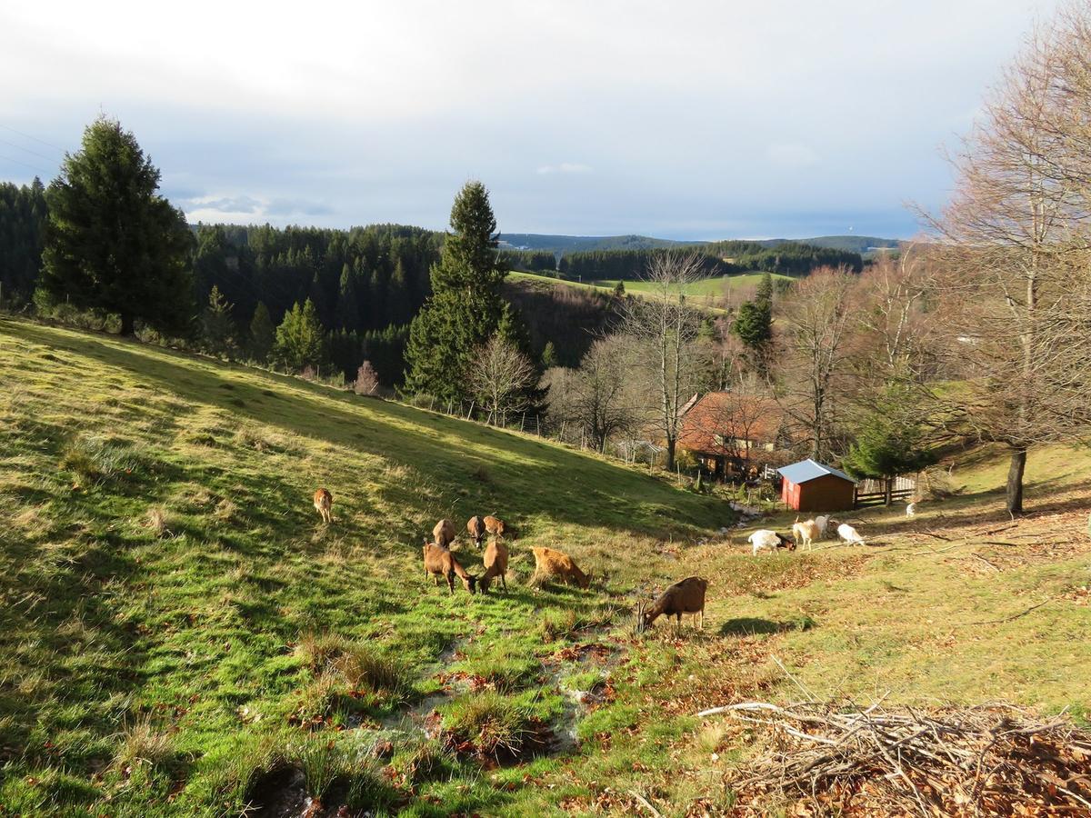 Ferienwohnung Haus Antonis Triberg im Schwarzwald Exterior foto